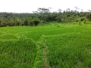 ubud (67)